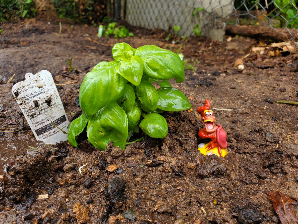 Sebastian the crab, rescued from the ground and given a new place of honor as guardian of the garden. 